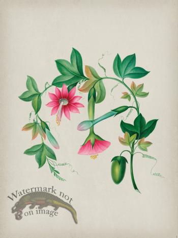 Andean Botanicals 003